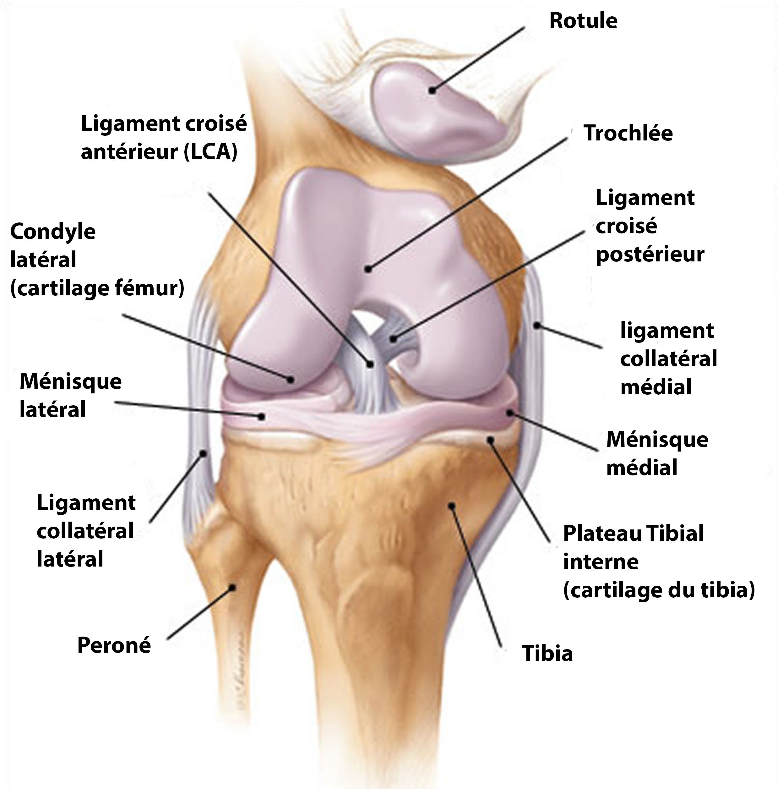 anatomie du genou